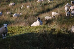 Sheep on the Fold